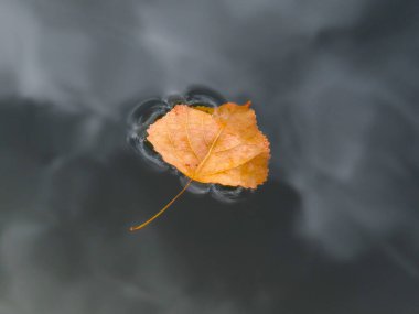 Tek turuncu sonbahar yaprağı su yüzeyinde yüzüyor. Sakin dalgalanmalarla ve doğal ışıkta yumuşak yansımalarla minimalist doğa sahnesi.