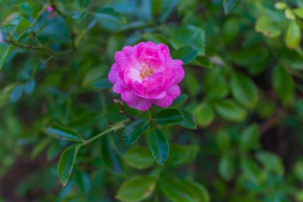 Yeşil yapraklı, çiçek açan pembe bir gül çiçeğinin yakın plan doğal bahçe ortamı