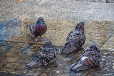 Wroclaw Polonya 'da şehir meydanında sığ sularda yüzen bir grup güvercin.