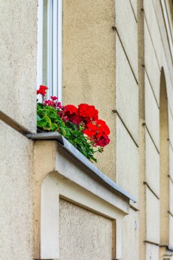 Klasik bir bej binanın pencere pervazında açan kırmızı sardunyalar. Temiz çizgiler ve canlı bir kontrastla huzurlu bir şehir ayrıntısı.