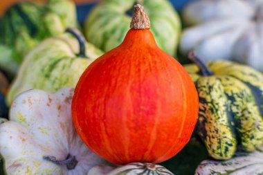 Dekoratif kabaklarla çevrili parlak turuncu balkabağı. Renkli sonbahar hasadı Gün ışığında yakalanan sebzeler.