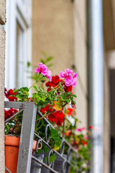 Canlı pembe ve kırmızı çiçekler, dekoratif metal bir balkon korkuluğunda saksılarda çiçek açıyor. Yumuşak arkaplan ve sıcak tonlarla kentsel yaz detayı.