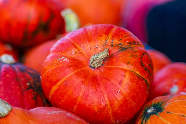 Canlı dokusu ve gövdesi diğer kabaklarla çevrili parlak kırmızı balkabağı. Yakın plan çekimler renkleri ve detayları vurgular, sonbahar veya hasat temalı görseller için mükemmeldir.