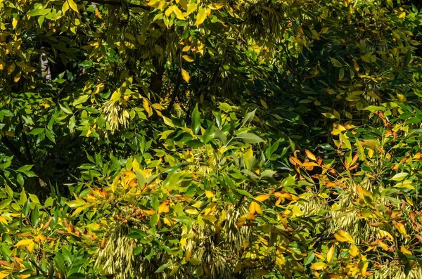 Krone Des Laubwaldes Herbst Wald Herbstlichen Farben Blick Von Oben — Stockfoto