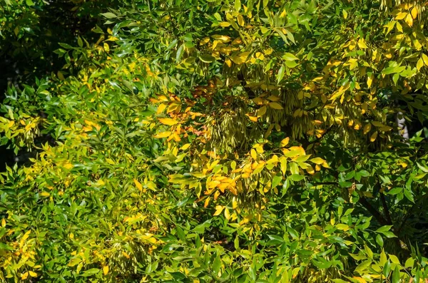 Crown of Deciduous Forest in Autumn. Forest in Autumn Colors View from Above Background. Crown forest texture. Seasonality Concept