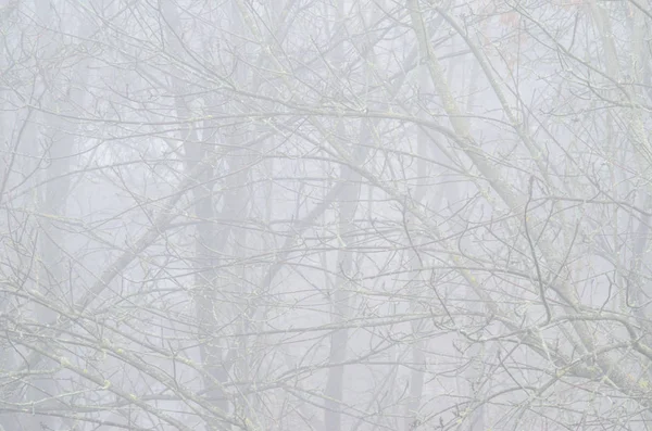 树在雾中没有叶子的森林 天气背景 — 图库照片