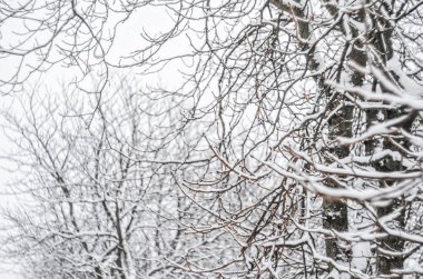 Ağaç dalları kar arka plan ile kaplı. Kış Hava: yağış