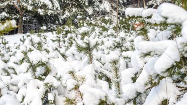 Çalılar ve bitkiler kar kalın bir tabaka ile kaplı. Kış hava arka plan
