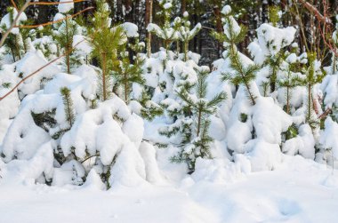 Çalılar ve bitkiler kar kalın bir tabaka ile kaplı. Kış hava arka plan
