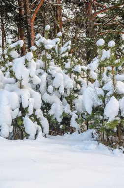 Çalılar ve bitkiler kar kalın bir tabaka ile kaplı. Kış hava arka plan