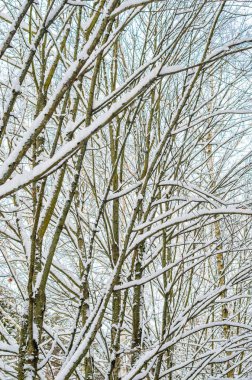 Orman kış arka plan. Şube ve kar kış orman kaplı ağaçların gövdeleri