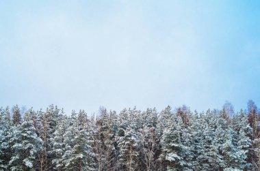 İğne yapraklı orman karla kaplı bir bulutlu gökyüzü karşı. Kış kar fırtınası hava arka plan