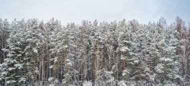 İğne yapraklı orman karla kaplı bir bulutlu gökyüzü karşı. Kış kar fırtınası hava arka plan