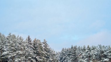 İğne yapraklı orman karla kaplı bir bulutlu gökyüzü karşı. Kış kar fırtınası hava arka plan