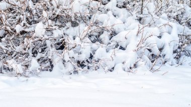 Çalılar ve bitkiler kar kalın bir tabaka ile kaplı. Kış hava arka plan