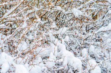 Çalılar ve bitkiler kar kalın bir tabaka ile kaplı. Kış hava arka plan