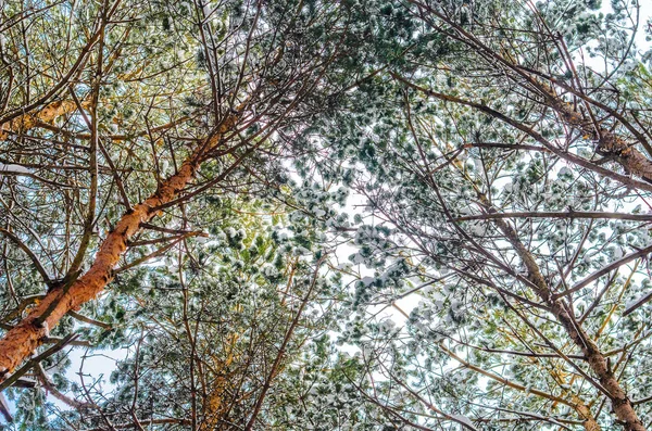 Çam ormanı kış arka plan. Kar kış ormandaki dalları ve çam ağaçlarının gövdeleri kaplı