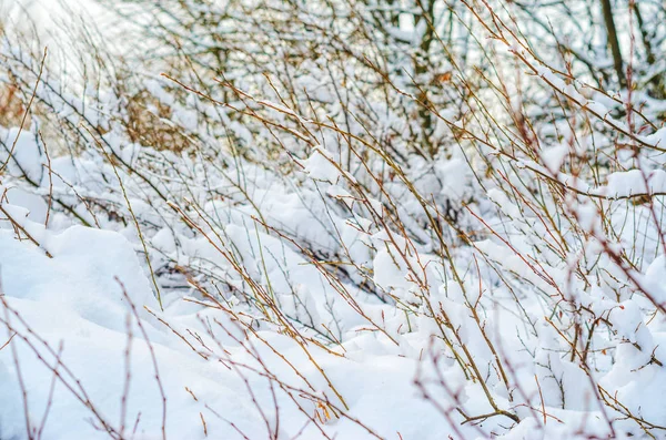 Arbustos Plantas Cobertos Com Uma Espessa Camada Neve Inverno Tempo — Fotografia de Stock
