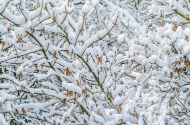 Kar çıplak dalları kalın bir tabaka altında kışın yaprakları olmadan. Kış hava boş boş geçmiş
