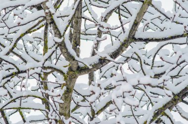 Kar çıplak dalları kalın bir tabaka altında kışın yaprakları olmadan. Kış hava boş boş geçmiş