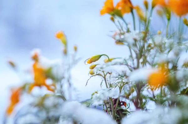 Flores Calêndula Sob Neve Conceito Início Inverno Conceito Alterações Climáticas — Fotografia de Stock