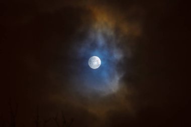 Ay tutulması full moon. Süper mavi kanlı ay ağaç siluet gece gökyüzü arka plan üzerinde üzerinde.