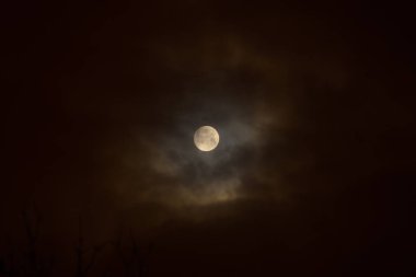Ay tutulması full moon. Süper mavi kanlı ay ağaç siluet gece gökyüzü arka plan üzerinde üzerinde.