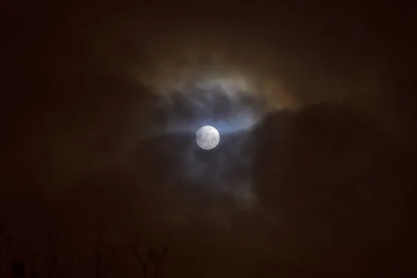 Лунное Затмение Полнолуние Супер Голубая Кровавая Луна Над Силуэтом Дерева — стоковое фото