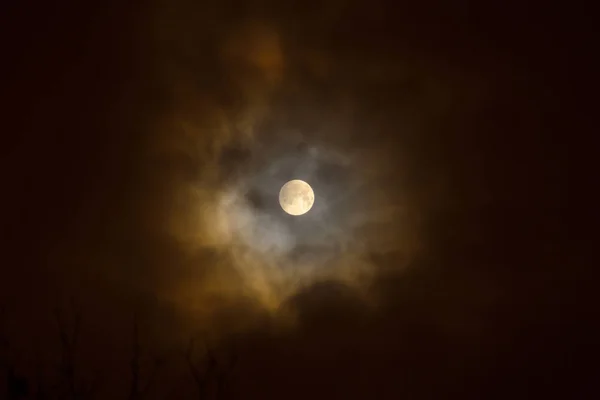 Έκλειψη Σελήνης Πανσέληνο Σούπερ Μπλε Αιματηρή Φεγγάρι Πάνω Από Δέντρο — Φωτογραφία Αρχείου