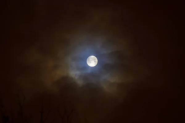 Mondfinsternis Bei Vollmond Superblauer Blutiger Mond Über Baumsilhouette Nachthimmel — Stockfoto