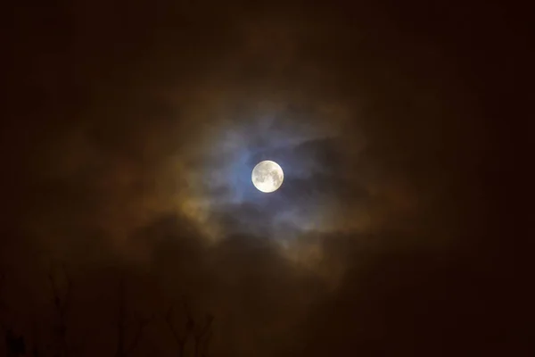 Лунное Затмение Полнолуние Супер Голубая Кровавая Луна Над Силуэтом Дерева — стоковое фото