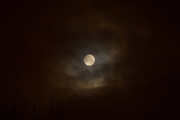 Mondfinsternis Bei Vollmond Superblauer Blutiger Mond Über Baumsilhouette Nachthimmel — Stockfoto