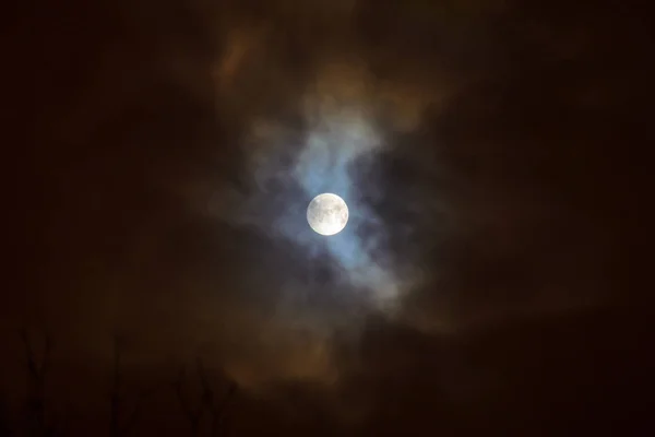 Eclipse Lunar Lua Cheia Super Azul Sangrento Lua Sobre Árvore — Fotografia de Stock