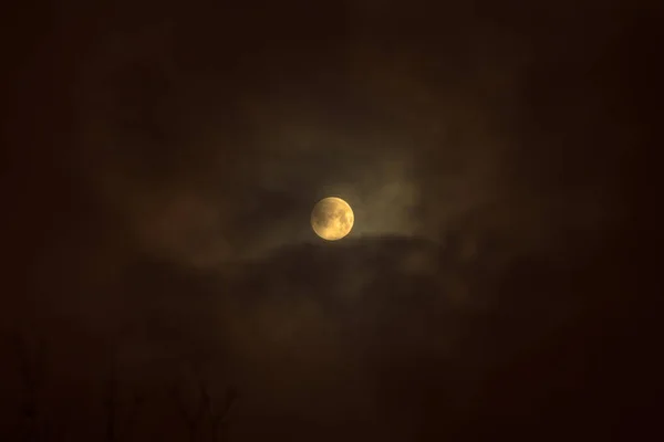 满月月食 超级蓝色血淋淋的月亮在树剪影在夜空背景 — 图库照片