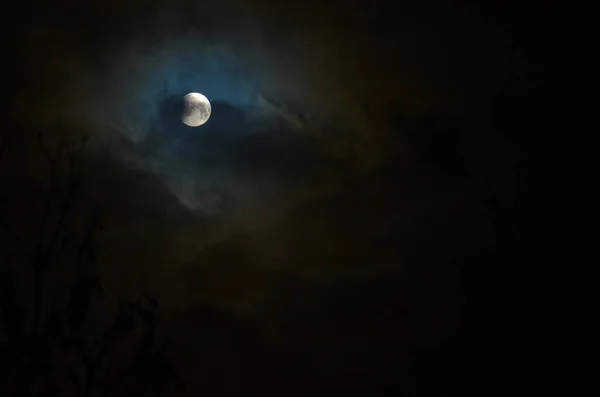 Лунное Затмение Полнолуние Супер Синяя Кровавая Луна Над Силуэтом Дерева — стоковое фото