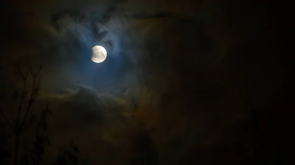 Tutulması Full Moon Süper Mavi Kanlı Ağaç Siluet Gece Gökyüzü — Stok fotoğraf