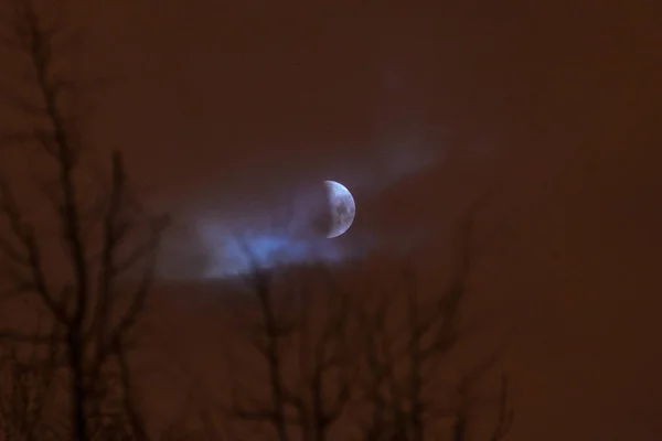 満月の月の日食 スーパー青血月夜空の背景の木のシルエット 月食の始まり 地球の影は月に落ちる 2019 ベラルーシのミンスク — ストック写真