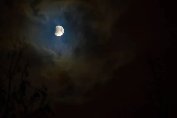 Tutulması Full Moon Süper Mavi Kanlı Ağaç Siluet Gece Gökyüzü — Stok fotoğraf