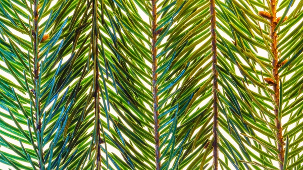 Fir Ramos Fundo Macro Fundo Abstrato Twig Fir — Fotografia de Stock