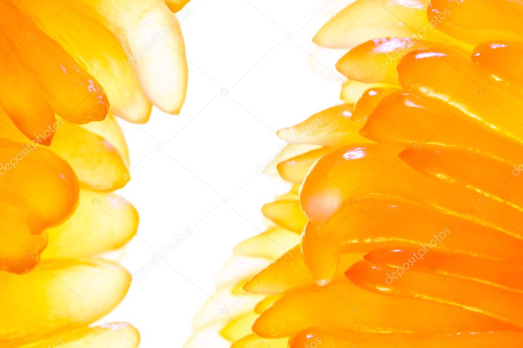 Pomelo fruit macro photography. Peeled pomelo slice on a white background. Carpels with Juicy Vesicles Shining Through