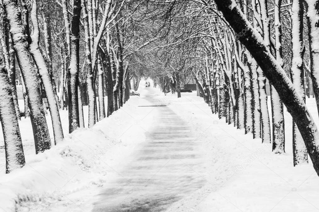 Park alley in winter. Black and white image of a snowy walkway in the park. Winter weather background