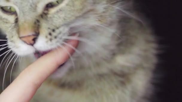 Tabby Cat Giocare Cercando Mordere Giovane Donna Dal Dito Chiudere — Video Stock