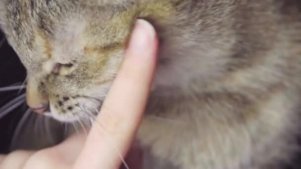 塔比猫 试图咬年轻女子的手指 林业国内短衣猫在黑色背景 慢动作 — 图库视频影像