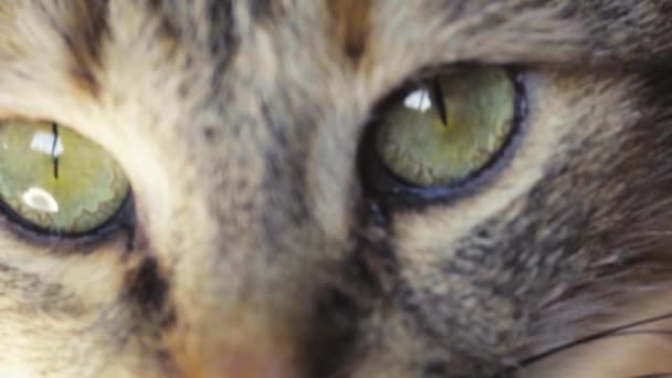 Кошачьи Глазки Закрывай Лесное Хозяйство Бытовая Короткошерстная Кошка Медленное Движение — стоковое видео