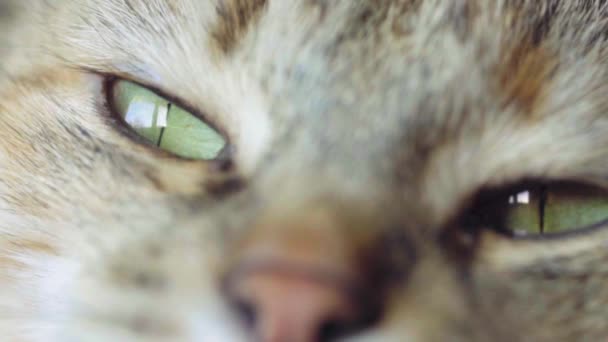 Yeux de chat tabby. Gros plan. Foresterie Domestique Chat à poil court Mouvement lent 