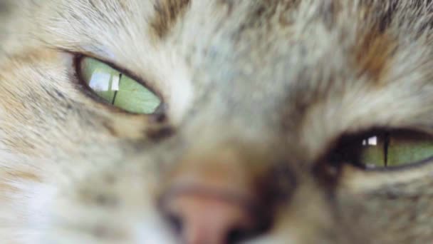 Yeux Chat Tabby Gros Plan Foresterie Domestique Chat Poil Court — Video