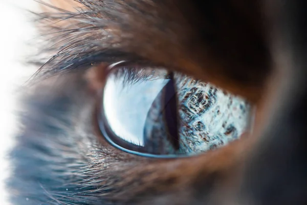Bel oeil de macro chat siamois domestique — Photo