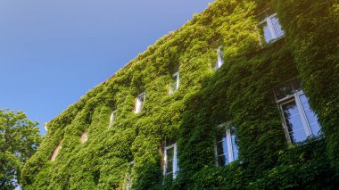 Ivy ile kaplı Eski Tuğla Lüks Bina