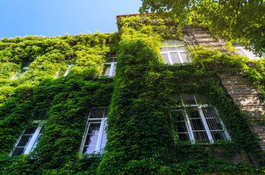 Ivy ile kaplı Eski Tuğla Lüks Bina