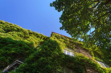 Ivy ile kaplı Eski Tuğla Lüks Bina